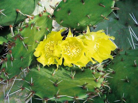3329_telallo-medvetalp-kaktusz-opuntia-sp.jpg